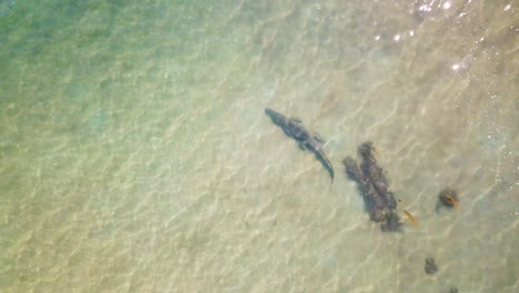 Straight-down-stationary-drone-shot-of-large-saltwater-crocodile-moving-stealthy-under-the-surface-in-crystal-clear-shallow-water