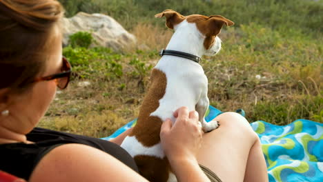 handsome jack russell puppy sits obediently on lap of female owner