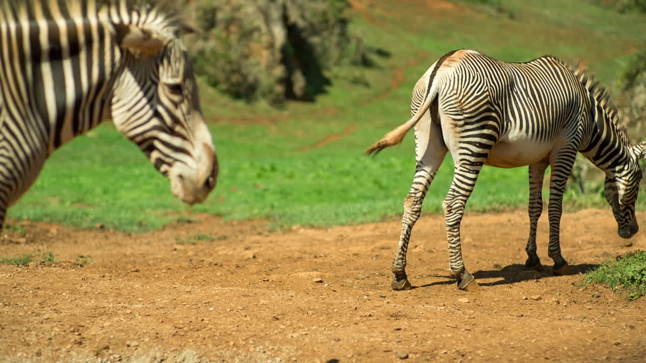 얼룩말 그레이비 13