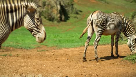 zebra grevy 13