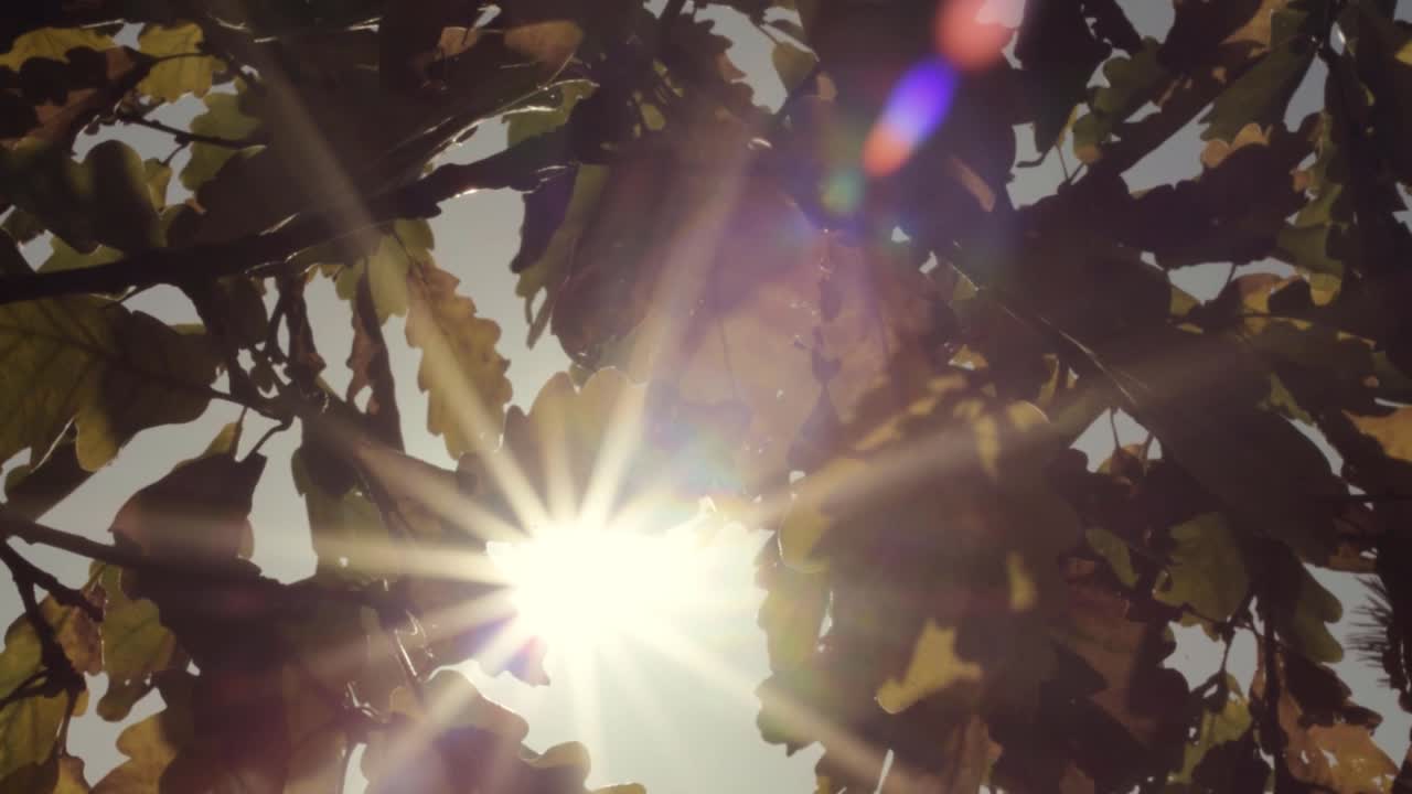 Oak tree leaves in Autumn against sunlight