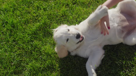 a woman's hand strokes a dog that lies on the grass