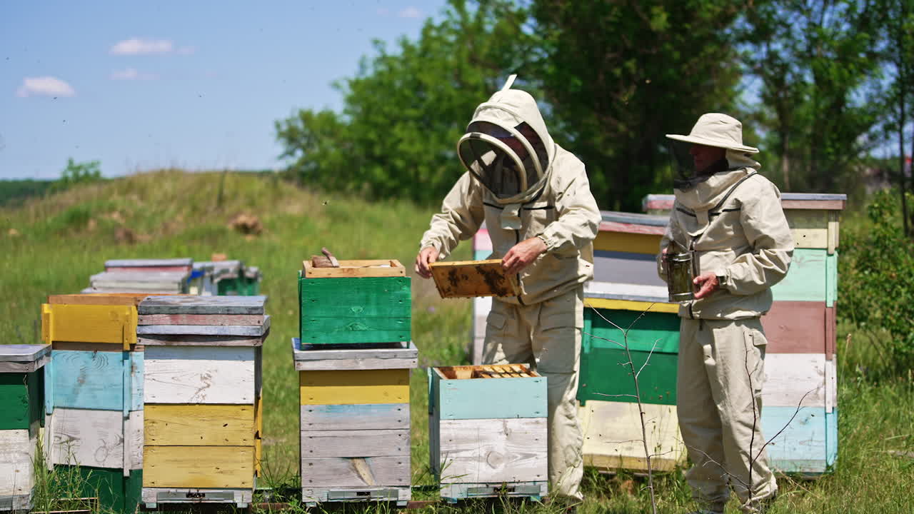 Beekeepers in protective uniform looking at the frame. Lots of bees swarming around. Nature background in blur.