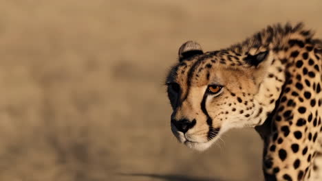 cheetah in the african savanna