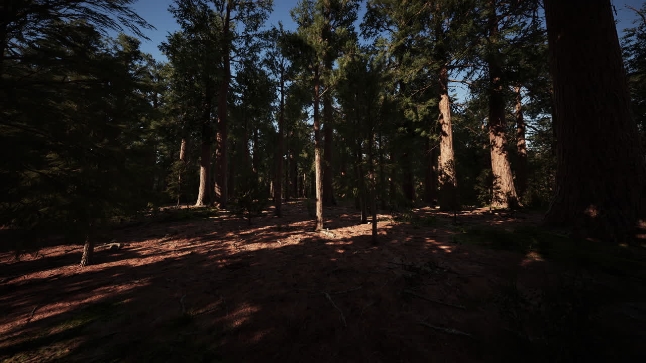 Dimensioni delle sequoie giganti del Parco Nazionale di Sequoia