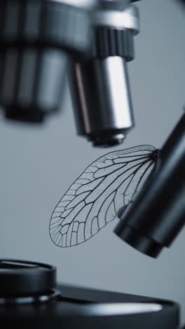 insect wing under microscope