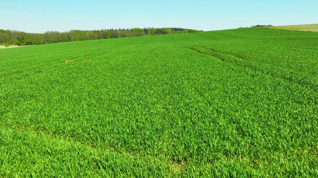 A lush green field of young crops stretches under a clear sky