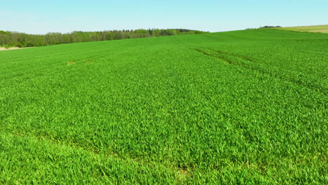 a lush green field of young crops stretches under a clear sky