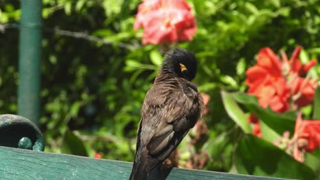 common myna bird sitting in the botanical garden