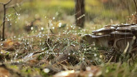 pleurotus mushroom in a sunny forest in the rain.