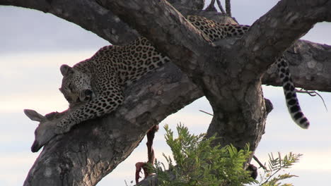 Leopard-Frisst-Seine-Beute-Am-Baum,-Tote-Antilope-Und-Raubtier-Am-Ast