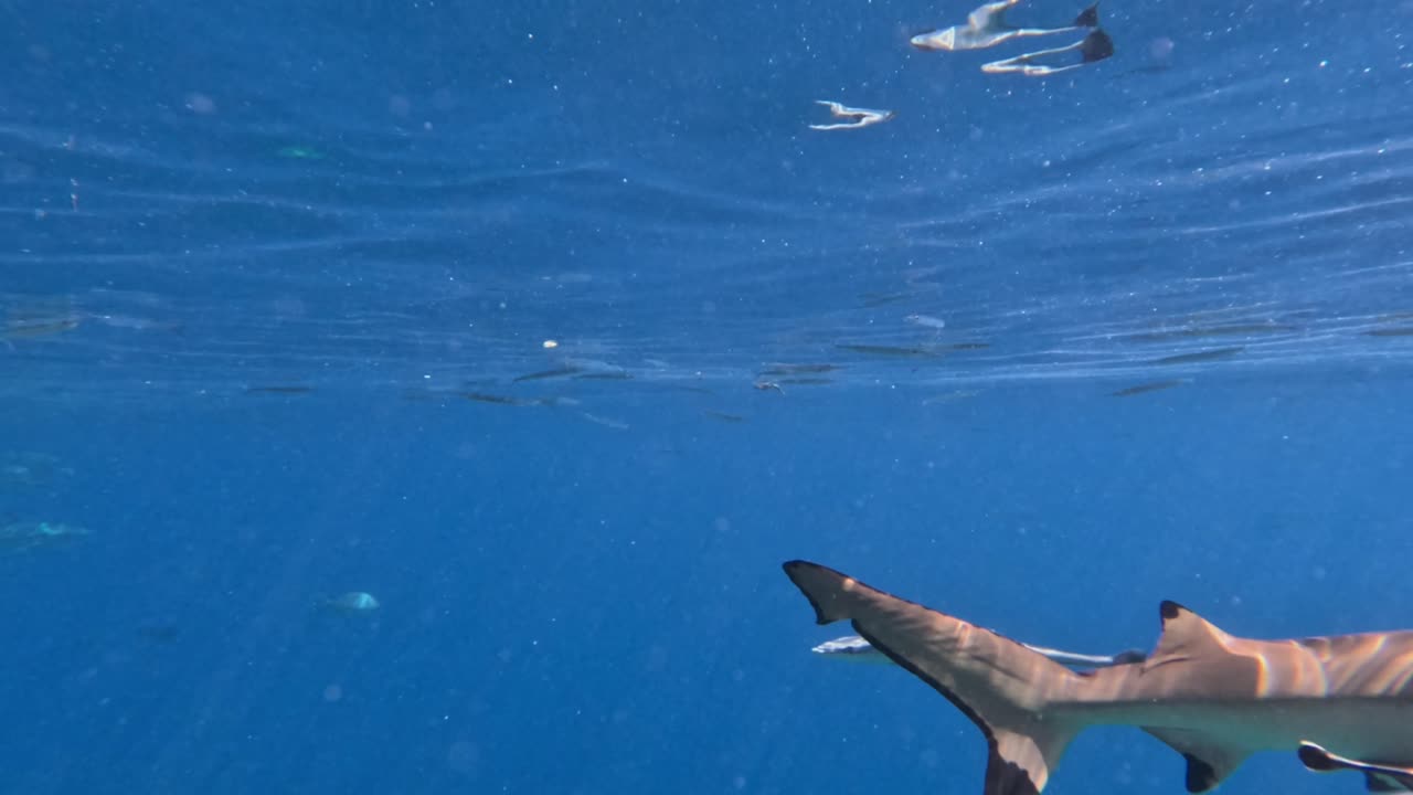 Black tip reef shark swimming straight at camera in shallow water