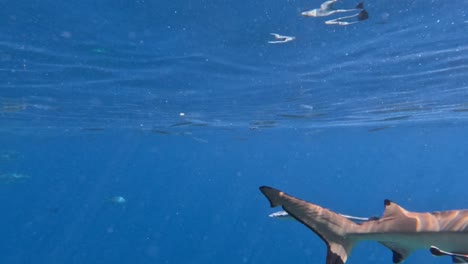 Tiburón-De-Arrecife-De-Punta-Negra-Nadando-Directamente-Hacia-La-Cámara-En-Aguas-Poco-Profundas