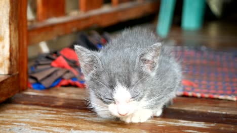 gray and white kitten cat siitting on wooden floor