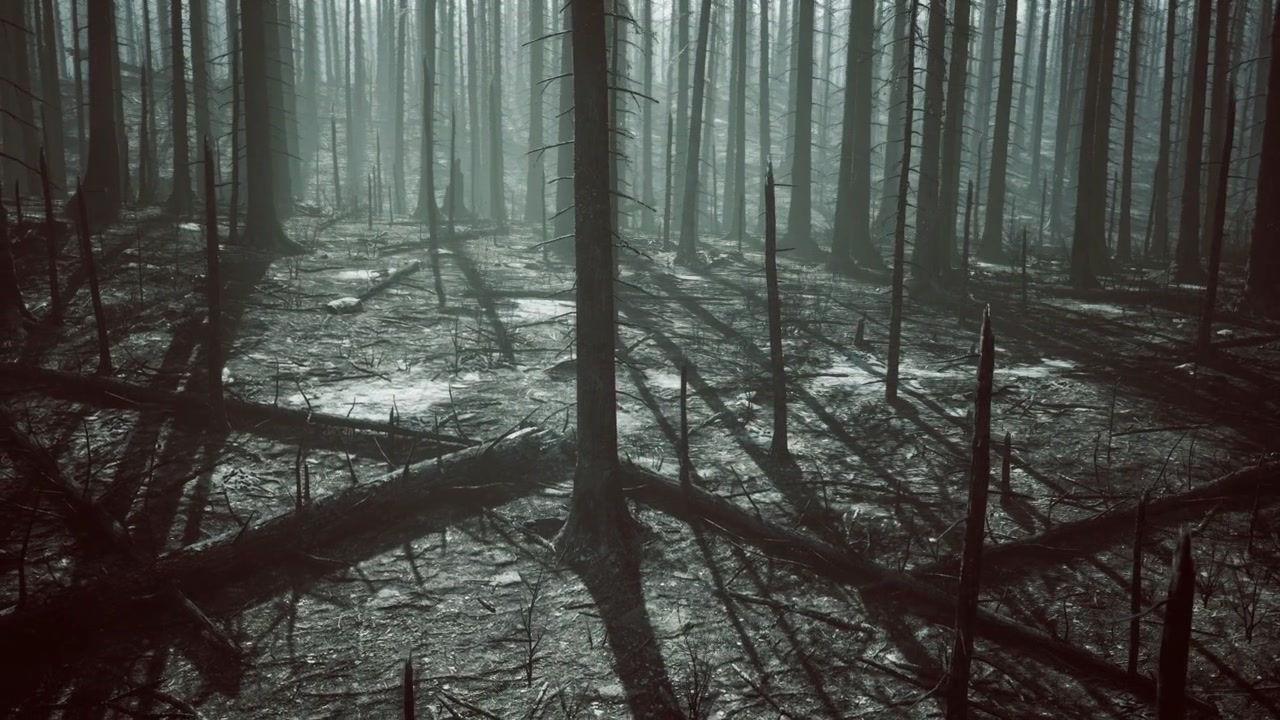Dæmpet oplyst fyrreskov med silhuetstammer og filmisk stemning