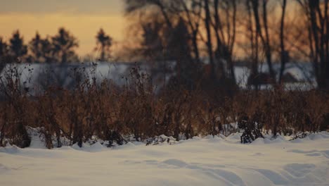 nature-at-winter-snow-and-houses-at-background,-panoramic-shot