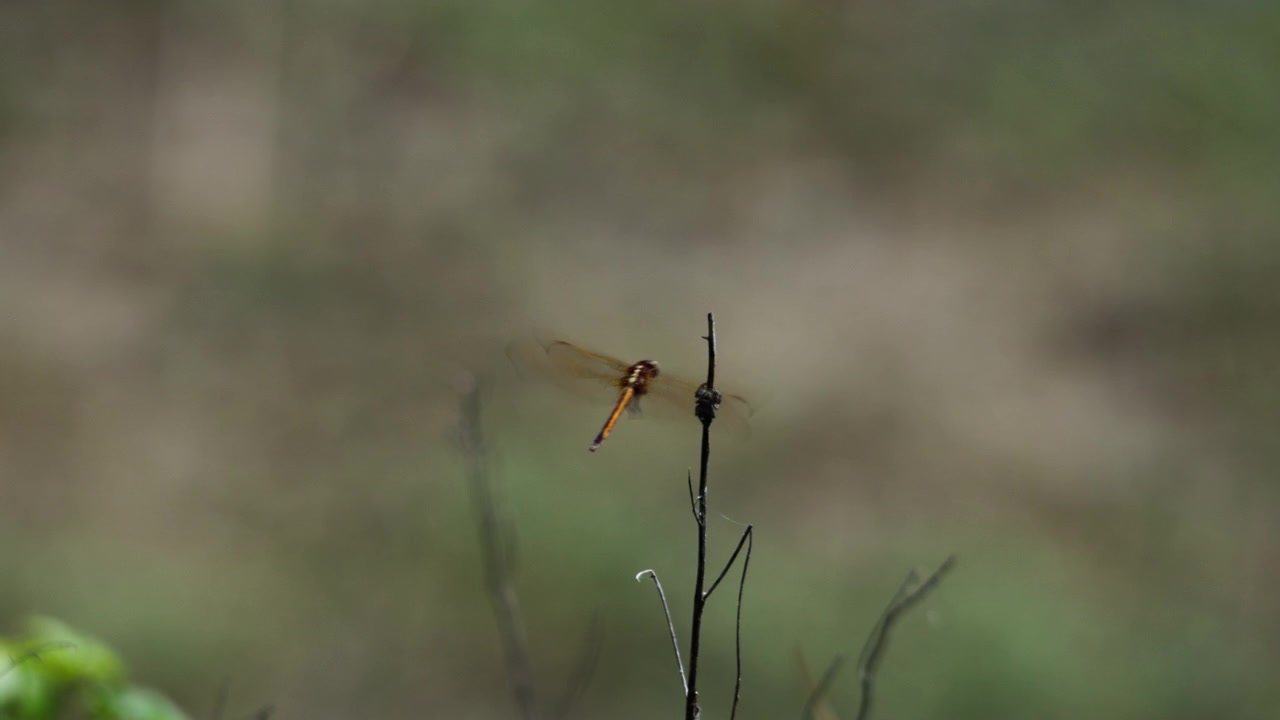 Splendida ripresa macro ravvicinata di una libellula posata su un ramoscello sottile, che poi spicca il volo rapidamente. Luce naturale soffusa, messa a fuoco nitida sui dettagli dell'insetto, sfondo verde sfocato, nessuna persona presente