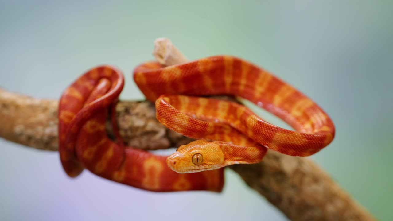 Bright orange and red snake coiled on a branch with a slow-motion effect showing its graceful movements