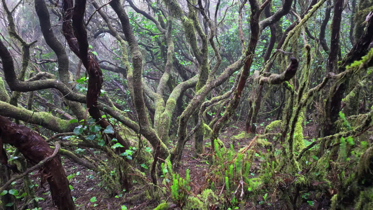 Mossy, tangled trees in Parque Rural de Anaga's misty forest scene