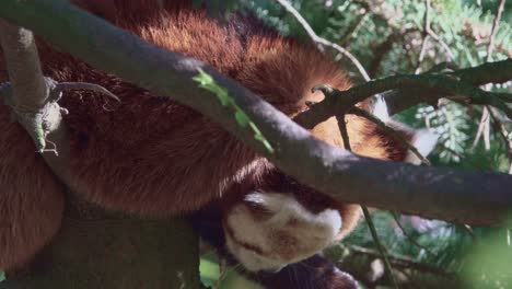 Panda-Rojo-Duerme-En-Un-árbol