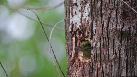 Gesehen-Mit-Dem-Kopf-Aus-Dem-Bau-Und-Dann-Plötzlich-Wegfliegend,-Schnauzbärtiger-Barbet-Psilopogon-Incognitus,-Thailand