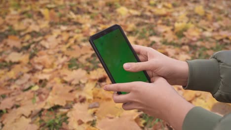 women's hands hold a smartphone with a green screen in their hands against the background of autumn foliage. a girl flips through the pages of a social network with a smartphone in her hands