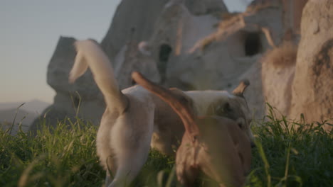 2 perros juguetones corriendo en hierba alta en turquía cappadocia durante una puesta de sol