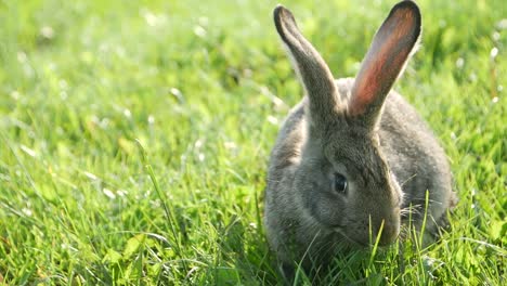 a cute rabbit grazing in green grass