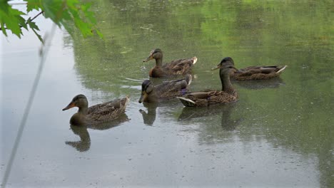 mallard ducks swimming around in a scummy pond on a summer day