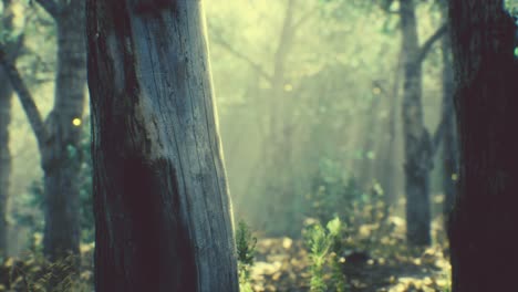 Sonnenstrahlen-In-Einem-Nebligen-Wald-Im-Herbst