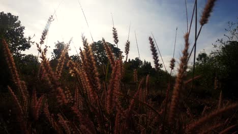 Beautiful-Grass-Flowers-Under-The-Bright-Sunlight---Tilt-Up-Shot