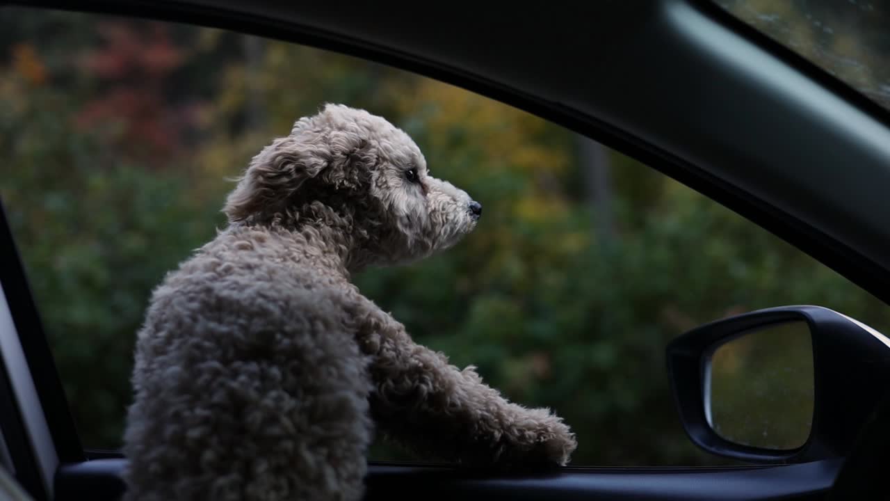 lindo cachorro garabato perro sacando la cabeza de la ventana del auto en un paseo panorámico