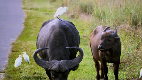 white bird resting on huge wild buffalo with large horns walking near street