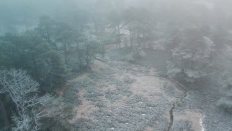 Imágenes-Cinematográficas-De-Drones-Que-Vuelan-A-Través-De-La-Niebla-Helada-Por-Encima-Del-Dosel-De-Un-Paisaje-Boscoso-De-Viejos-Pinos-Silvestres-Cubiertos-De-Escarcha