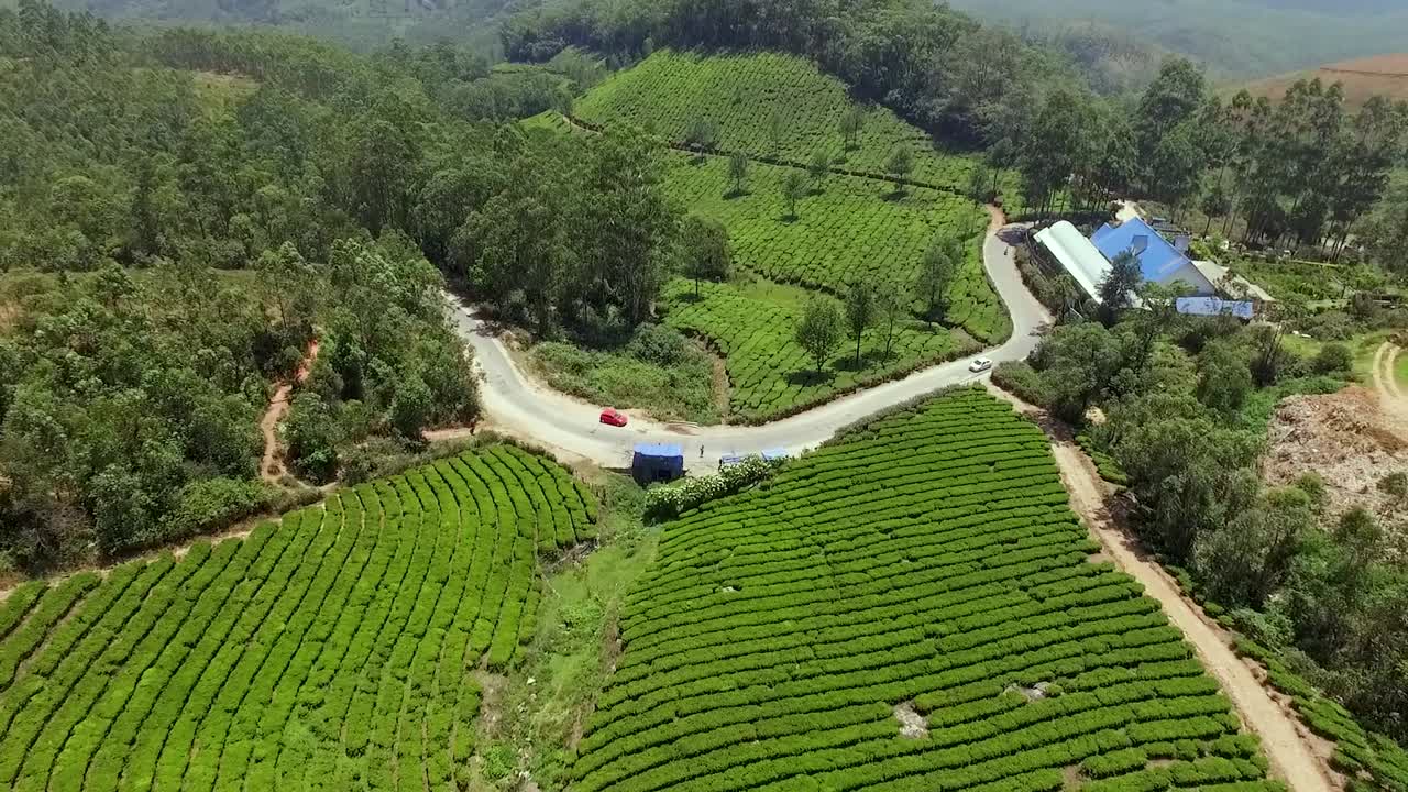 Veduta aerea di una rigogliosa piantagione di tè verde sulle colline