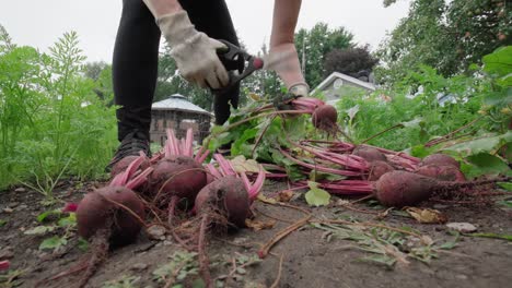 person sorting and putting a freshly harvest beetroot from backyard