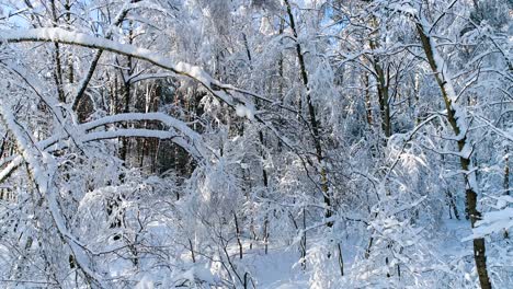 Verschneite-Äste-Im-Wald.-Wintermärchen-Hintergrund