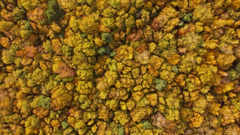 Vogelperspektive-Auf-Einen-Dichten-Wald-In-Brandon-Norfolk-Mit-Gelber-Herbstvegetation