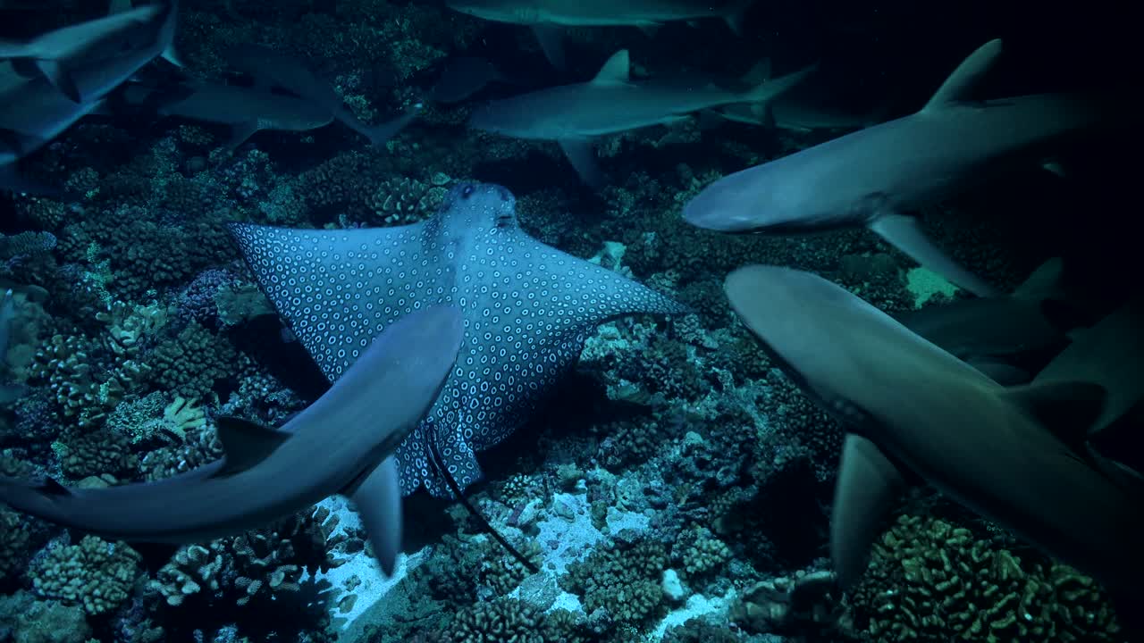 tiburones cazando de noche con una raya águila pasando cerca del banco de tiburones