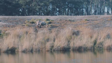 Lonely-wild-goat-searches-food-in-land-next-to-river,-zoom-out-shot