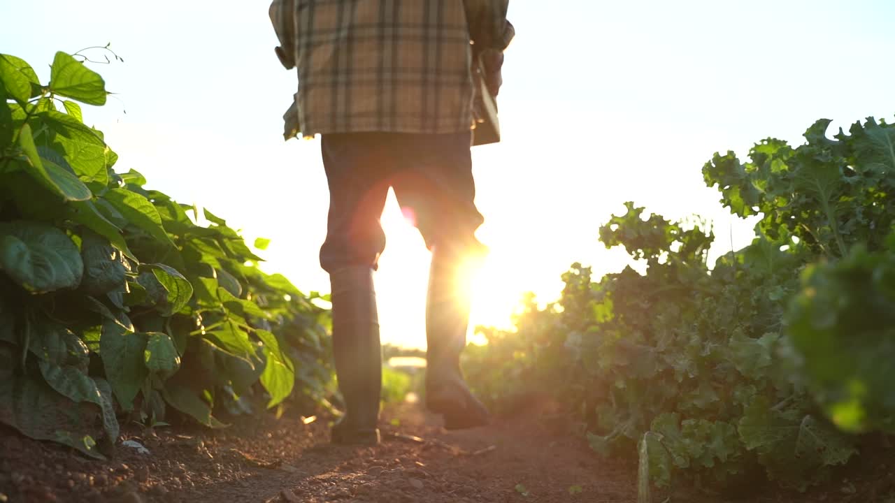 Back view of man farmer in rubber boots in green field in the rays of the sun at sunset