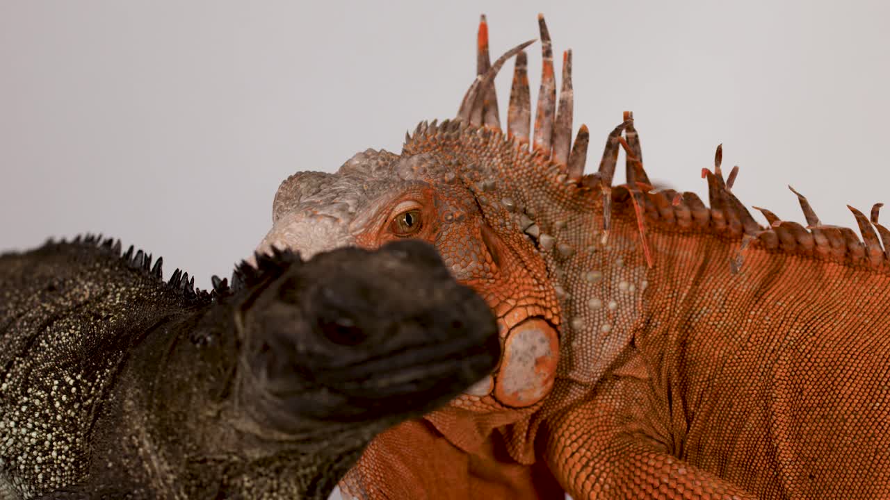 Primo piano di profilo di un’iguana rossa e un’iguana nera su sfondo bianco