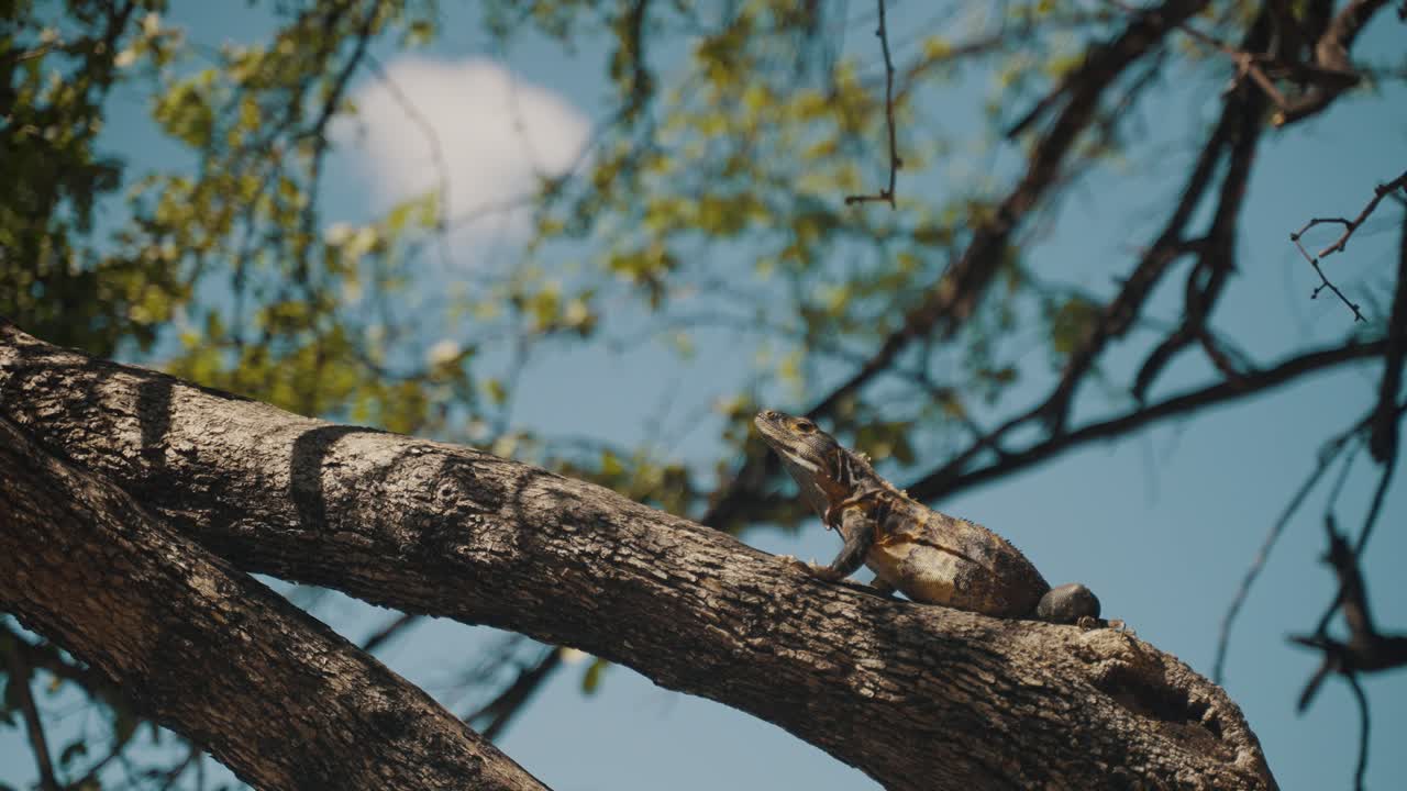 An Iguana Lizard Resting On A Tree On Sunny Day Near Las Catalinas, Costa Rica