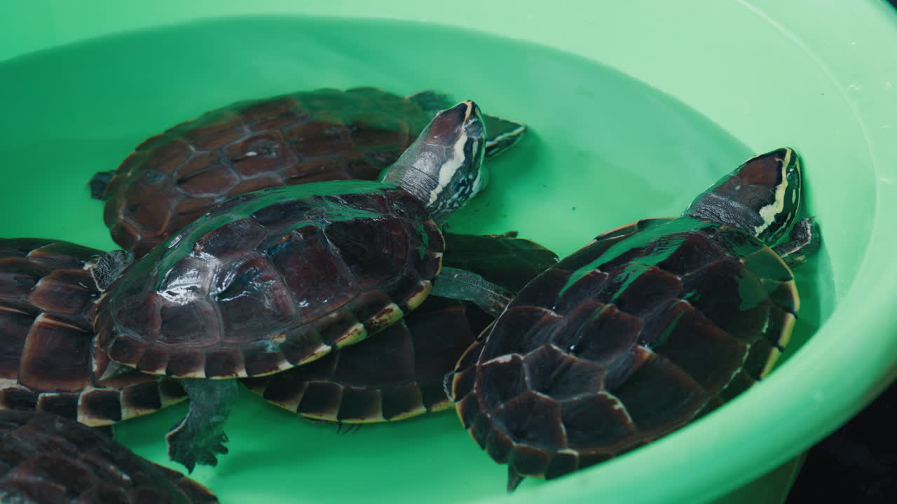 Baby Turtles in a Green Bowl