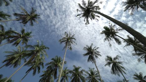 panning look up coconut palm tree under blue sky