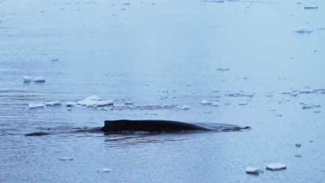 humpback whale antarctica wildlife, whales surfacing, blowing and breathing air through blowhole, diving and swimming in ocean sea water, antarctic peninsula in amazing marine wildlife encounter