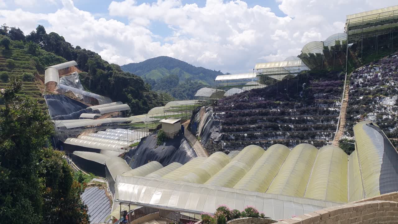 카메론 하이랜드 말레이시아의 아름다운 꽃과 풀