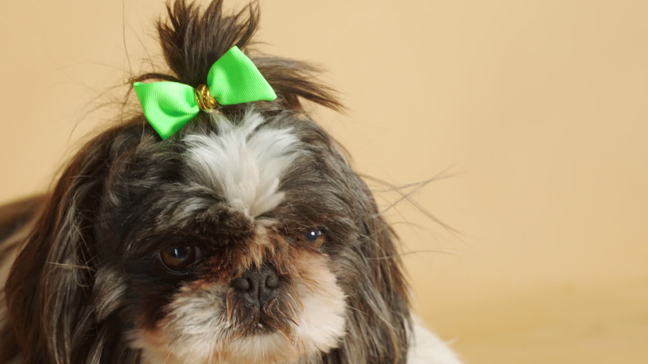 retrato de un lindo y emocionado perro shih-tzu con lazo verde - primer plano