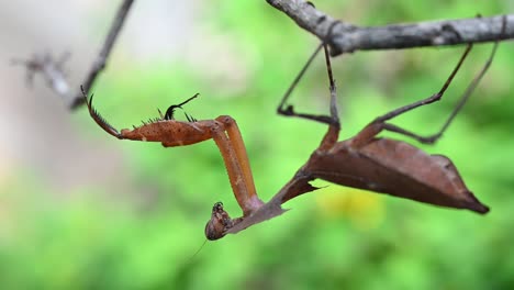 mantis de hoja muerta, deroplatys desiccata