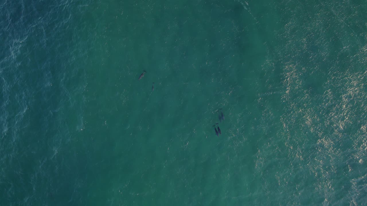 병코 돌고래 떼가 있는 타스만 해의 공중 전망 - 드론 샷